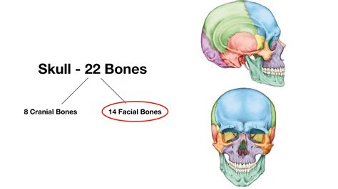 Maxilla Bone Markings Anatomy