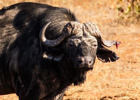 It's a hard-knock life: Buffalo with bloody horn spotted in South Africa | Animal Behaviour ...