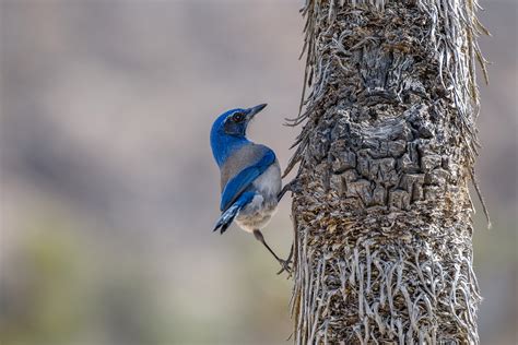 Nikon 200-500mm f/5.6E VR Review