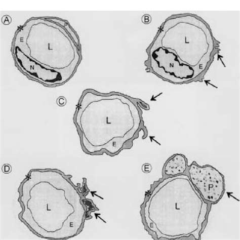 A-E Schematic drawings representing categories of capillary wall... | Download Scientific Diagram