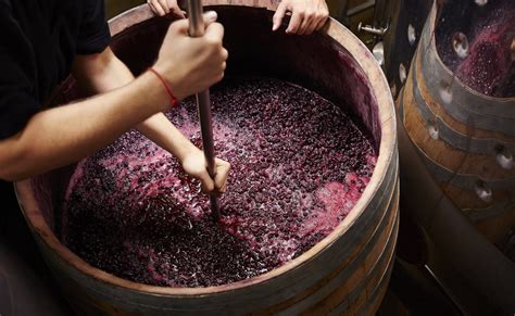 How to Ferment Grapes? | All Wines of Europe