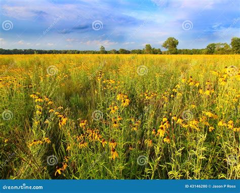 Illinois Prairie Flowers in Bloom Stock Photo - Image of ecology, eyed: 43146280