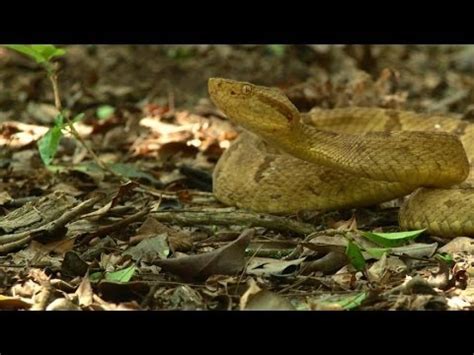 Take a Trip to Brazil's Snake Island: Home of the Golden Lancehead Pit Viper - YouTube