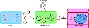 Advances in targeting and heterologous expression of genes involved in the synthesis of fungal ...