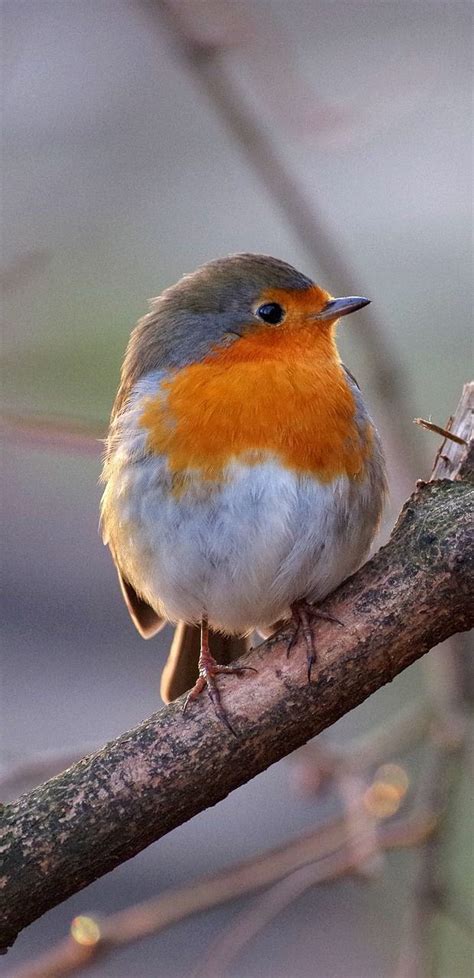 About Wild Animals: A cute robin | Animals wild, Cute wild animals, Cute animals