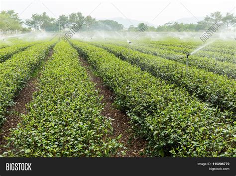 Tea Plantation Taiwan Image & Photo (Free Trial) | Bigstock