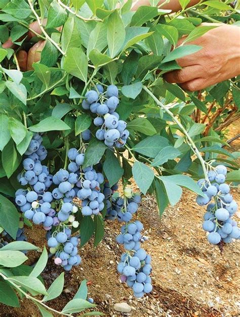 Pruning a Blueberry Bush for Big, Bountiful Harvests - Burpee