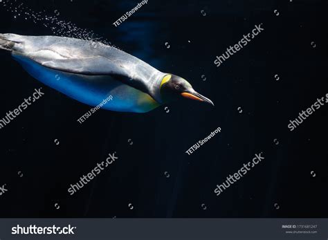 Photo Elegant Emperor Penguin Underwater Stock Photo 1731681247 ...