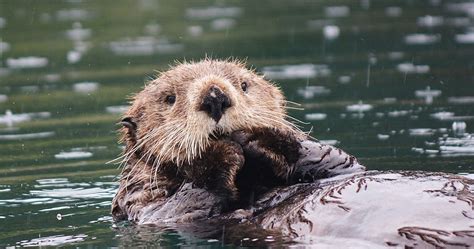 'Extinct' Japanese Otter Caught on Camera After Nearly Four Decades