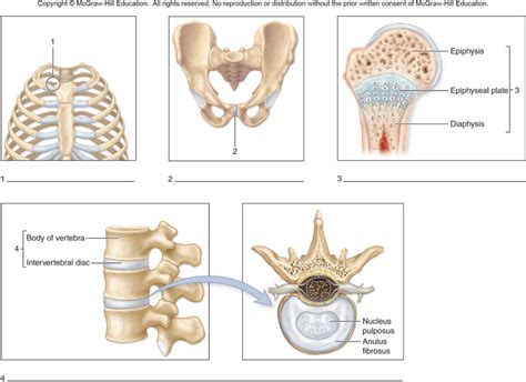 Classification of Cartilaginous joints Diagram | Quizlet