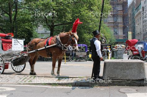 Central Park Horse Carriage Stock Photo - Download Image Now - Adult ...