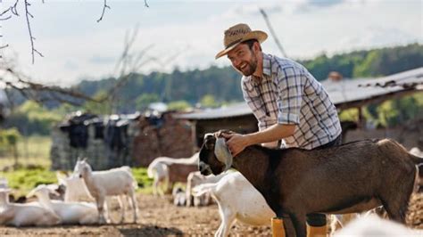 Australian Farm Animal Hazards