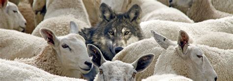 Sheep Among Wolves | Hot Sex Picture