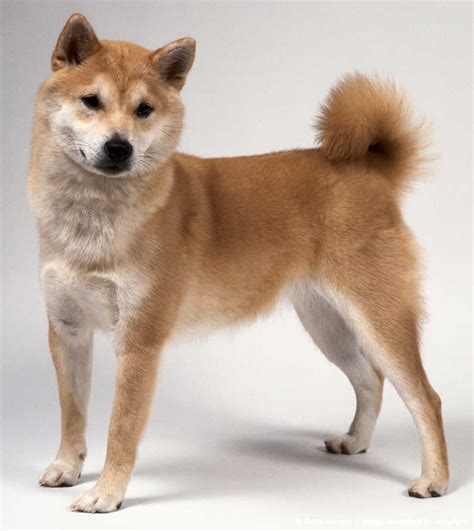 Image detail for -Brown Shiba Inu Dog, standing | Chien japonais, Shiba inu, Chien mignon