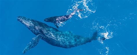 Scientists Capture Incredibly Rare Footage of a Humpback Whale Nursing Underwater : ScienceAlert