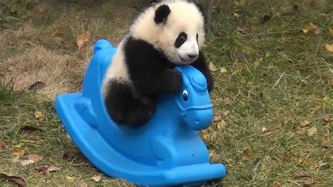 VIRAL VIDEO OF THE DAY: Baby panda plays on a rocking horse - ABC7 San Francisco