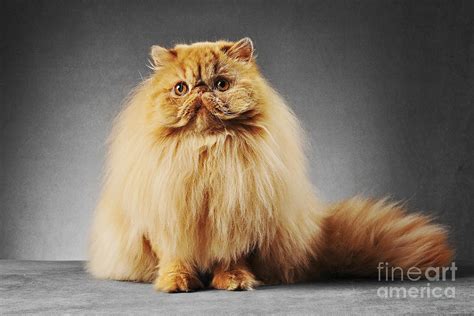 Red Persian Cat Photograph by Alexandra Draghici - Pixels