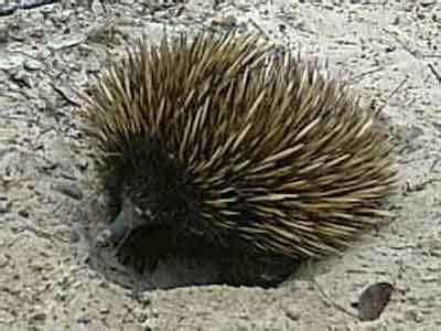 Eastern long beaked echidna - Alchetron, the free social encyclopedia