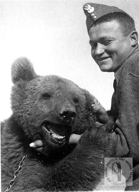 Wojtek, the soldier bear from the Polish Army - European studies blog