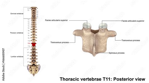 Thoracic vertebrae T11_Posterior view Stock Photo | Adobe Stock