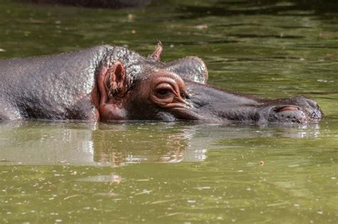 Hippopotamus | Size, Diet, Habitat, Evolution, & Images | Britannica