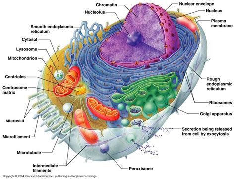 Cell Parts Diagram | Quizlet