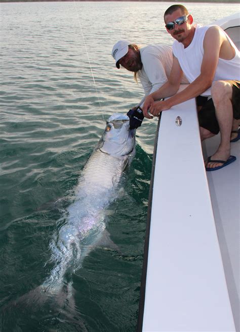 June 2014 Tarpon Season Report - Florida Tarpon Fishing Charters