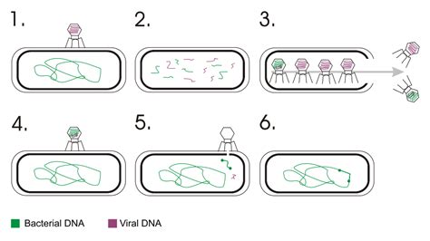 What Is Transduction In Physiology