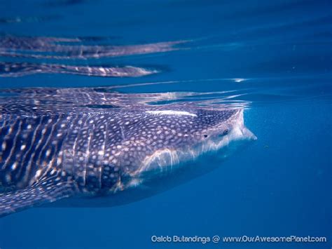 Watch and/or Swim with the Whale Sharks in Sorsogon | Philippine Evolution