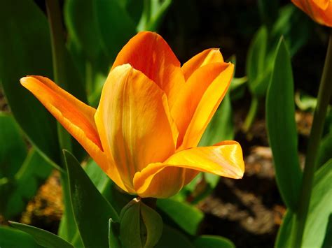 Tulip Flower Perennial · Free photo on Pixabay