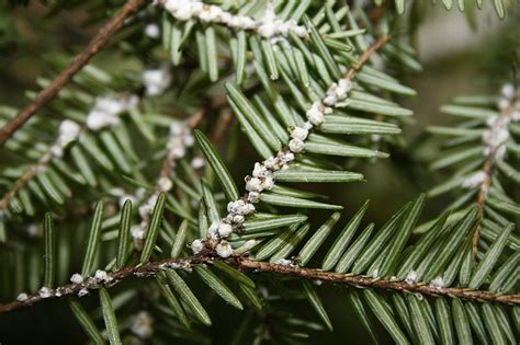 Update: How hemlocks are faring against the woolly adelgid ...