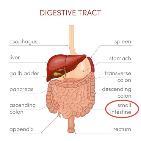 how to avoid side effects of trulicity - Nice If Blogosphere Photogallery