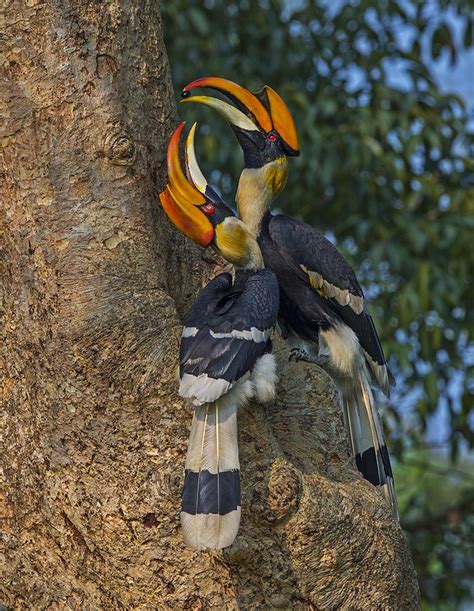 Home Alone: Nesting Curiosities of the Great Hornbill | RoundGlass ...