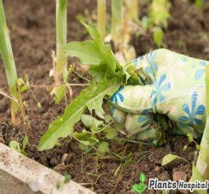 14 Proven Organic Weed Control Methods: Mechanical & Chemical Control