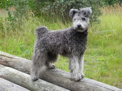 Pumi Dog Info, History, Temperament, Training, Puppies, Pictures