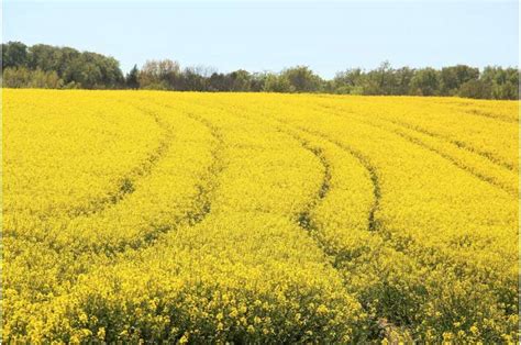 Unraveling the genetic keys to improve canola crop yield