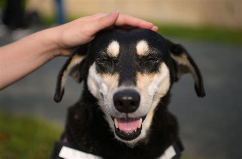 Un câine salvează viața unui elev, detectând prin miros o problemă urgentă de sănătate