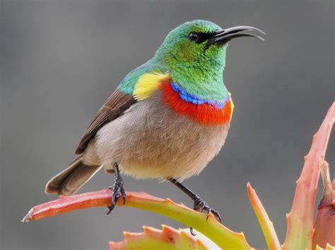 Southern Double-collared Sunbird - eBird