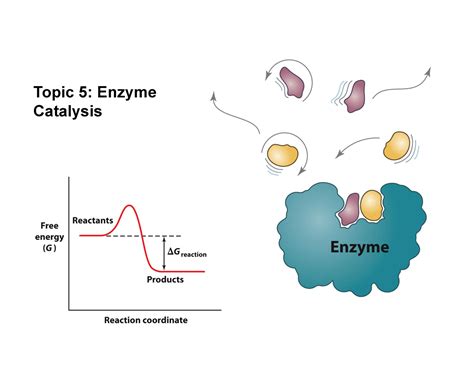 Topic 5 - Enzyme Catalysis - Topic 5: Enzyme Catalysis Course Map UNIT A: Proteins 0101 The ...