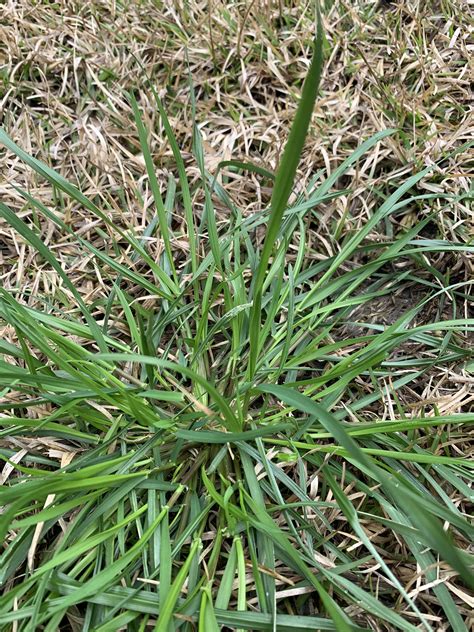 What is this weed/grass? Eastern North Carolina. : r/whatsthisplant