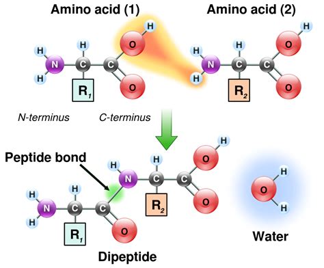 Peptide bond formation