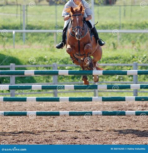 Horse at Jumping Competition Stock Image - Image of beauty, equestrian: 36016265