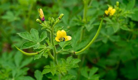 Cleome Viscosa: Facts, benefits, grow and care tips