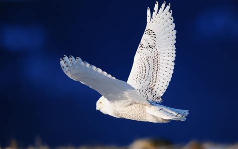 The Snowy Owl In Flight HD desktop wallpaper : Widescreen : High Definition : Fullscreen