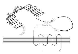 Schematic representation of TSH receptor structure. Modified from ref ...