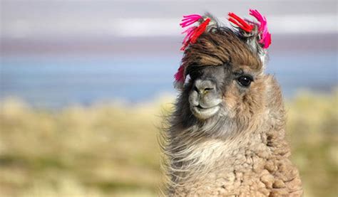 animals llama - Wallpaper (#332267) / Wallbase.cc | Llama, Animals, Funny llama