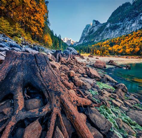 Beautiful Autumn Scenery. Huge Roots of Cut Trees on Gosausee Vorderer ...