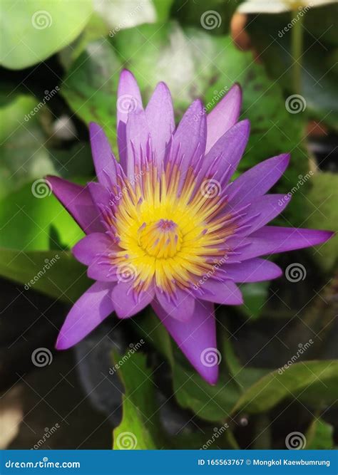 Purple Lotus Flowers with Water Drops Stock Image - Image of water, drops: 165563767