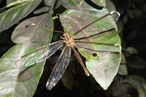 ASCALAPHIDAE | Pybio Paraguay Biodiversidad