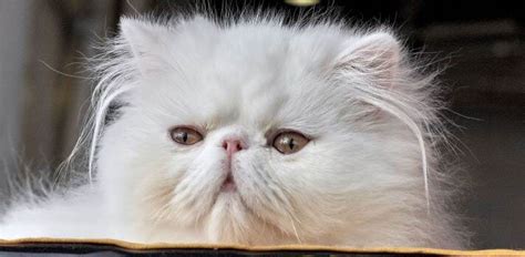 Persian Cat Complete Breed Guide | Pet Better with Pet Circle